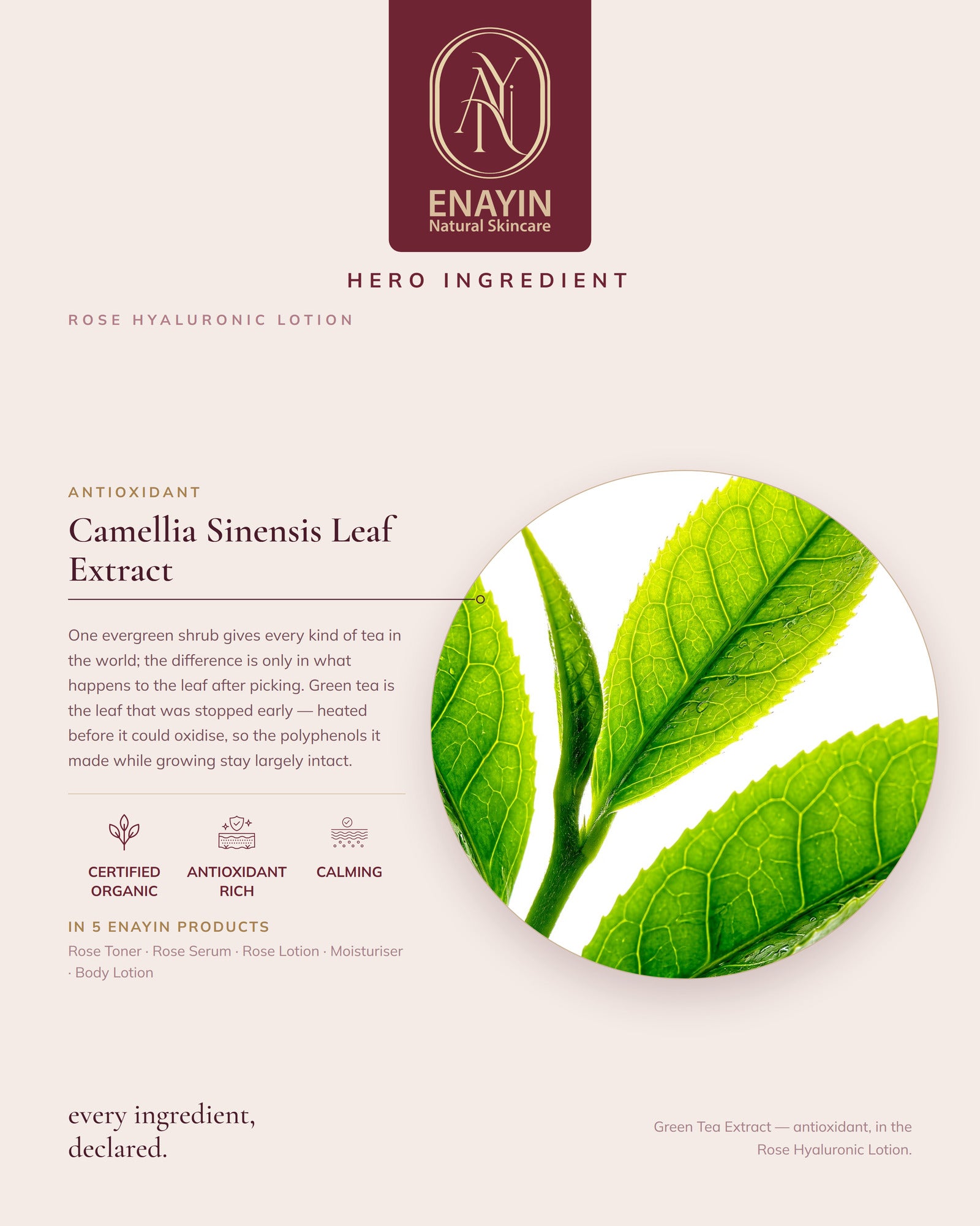 Rose Hyaluronic Lotion