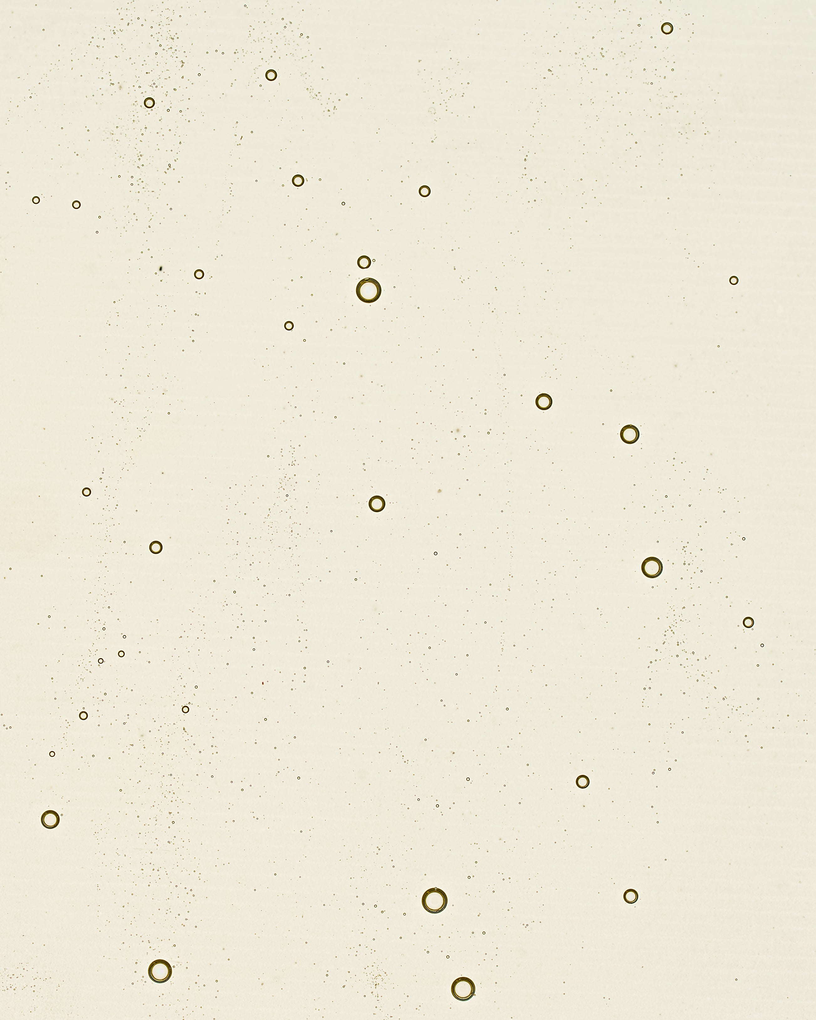 Camellia Mild Facial Oil