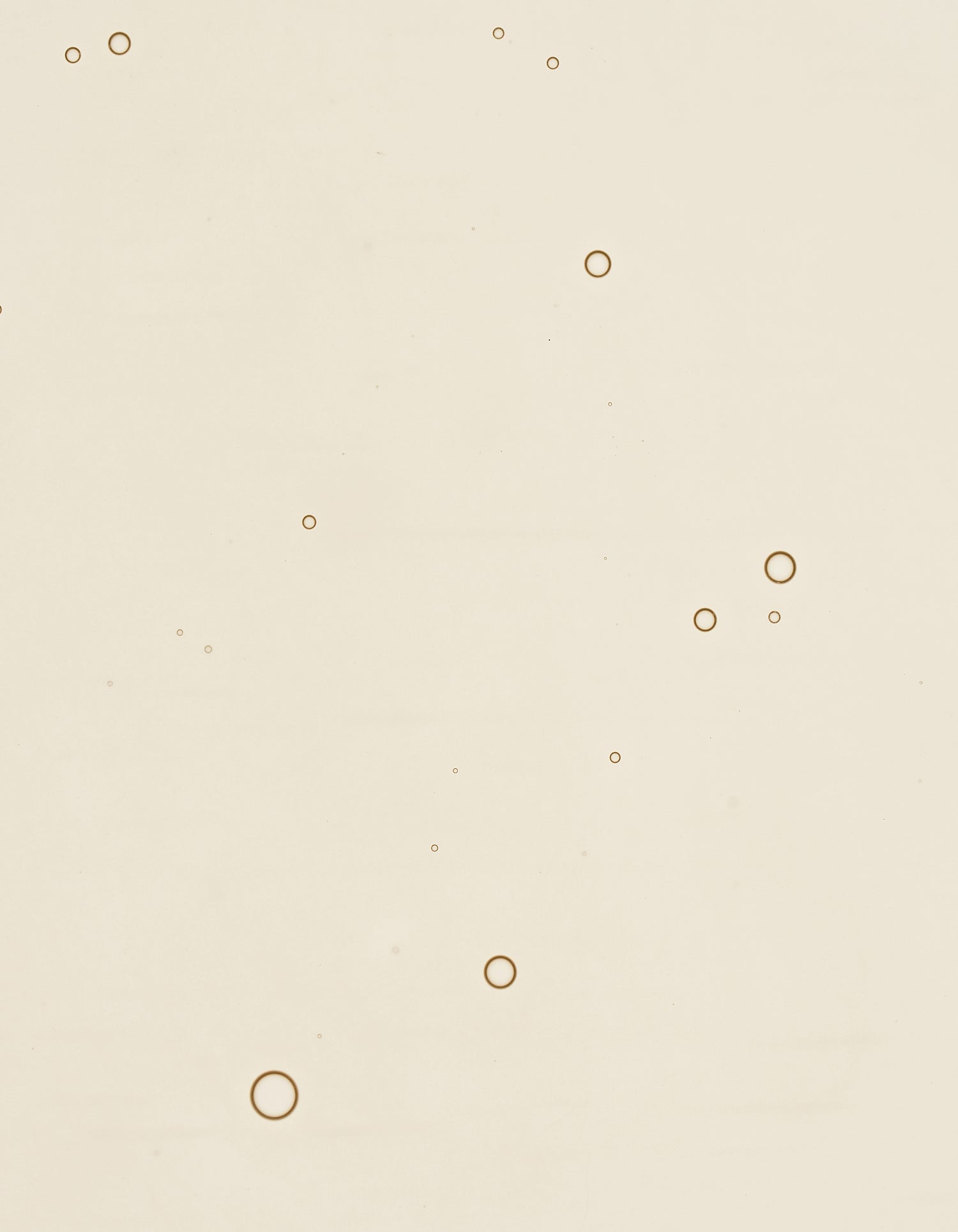 Rose Hyaluronic Serum